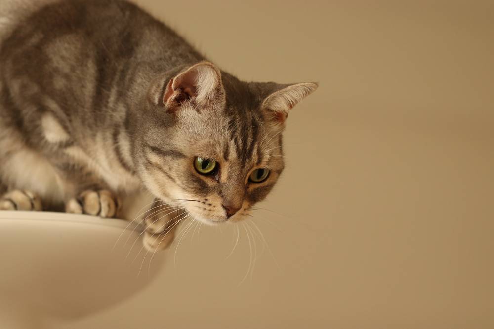 Katze versucht, vom Katzenturm zu springen