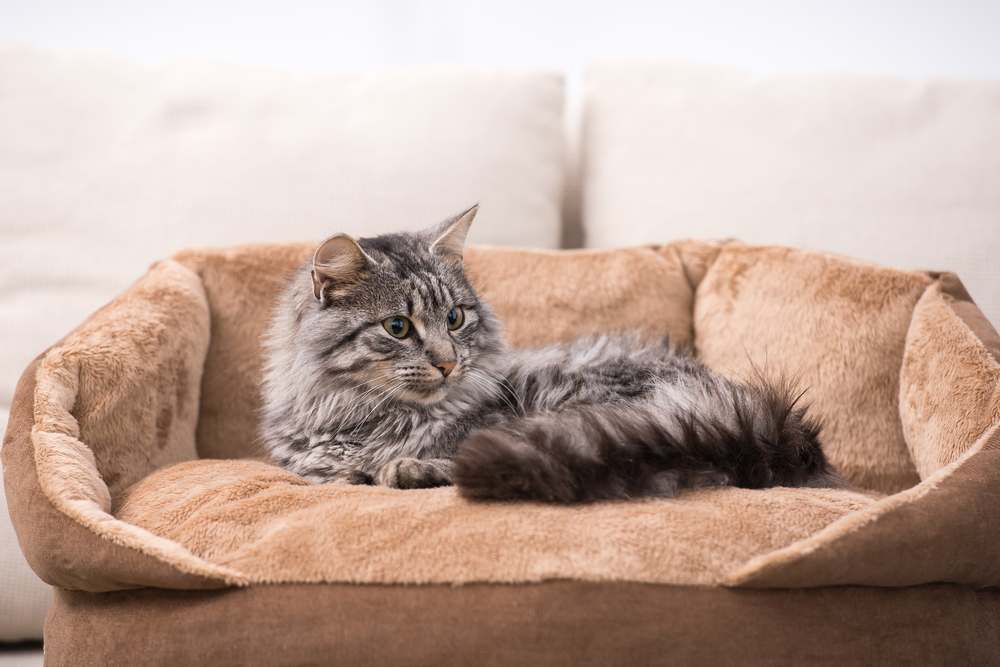 Süße Katze liegt in seinem Katzenbett