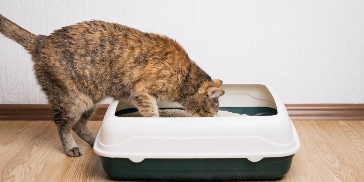 Hauskatze mit roten Haaren untersucht Katzentoilette