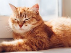 A charming scene unfolds as a kitten is captured in a deep and peaceful slumber.