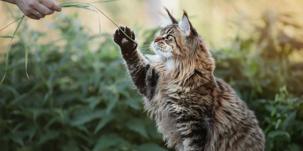 Maine Coon Katze spielt mit ihrem Besitzer