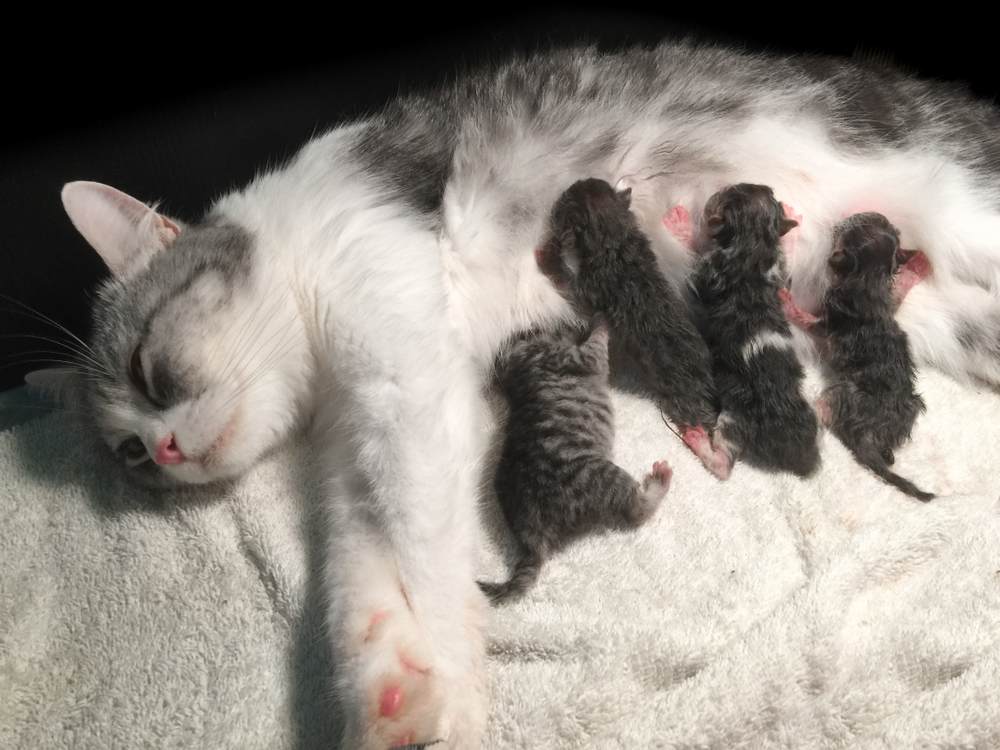 Mutter flauschige Katze schwanger gebären