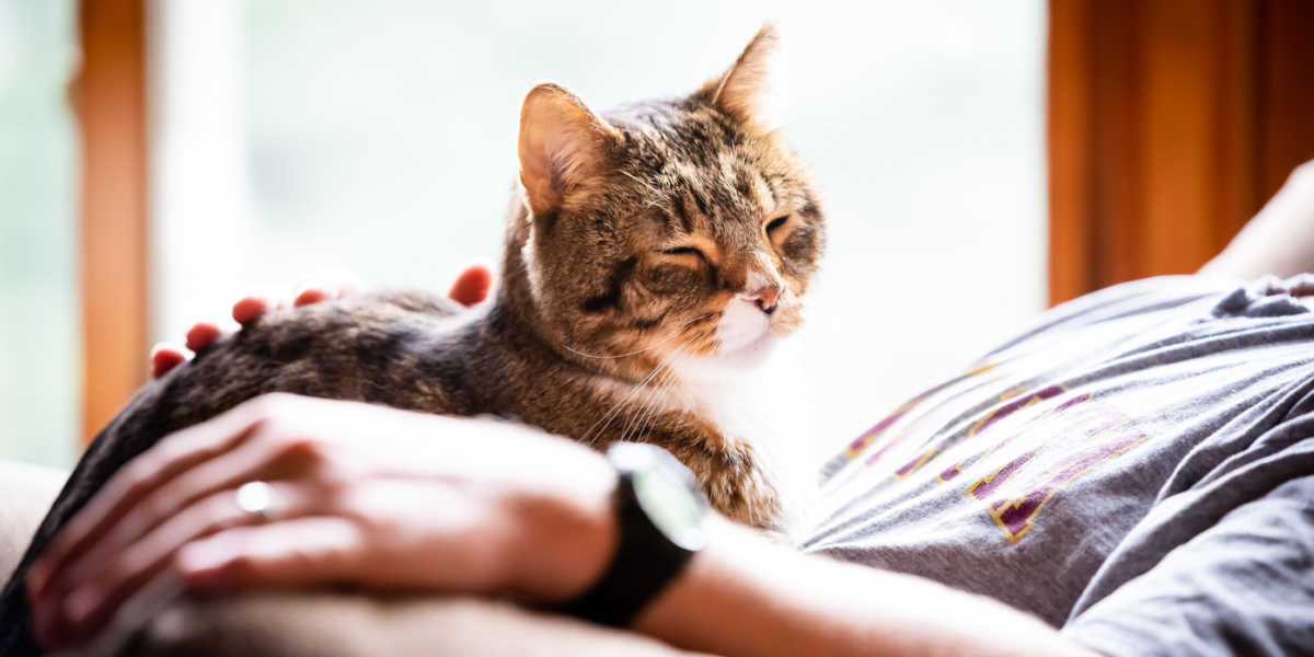 Anzeichen dafür, dass Ihre Katze stirbt