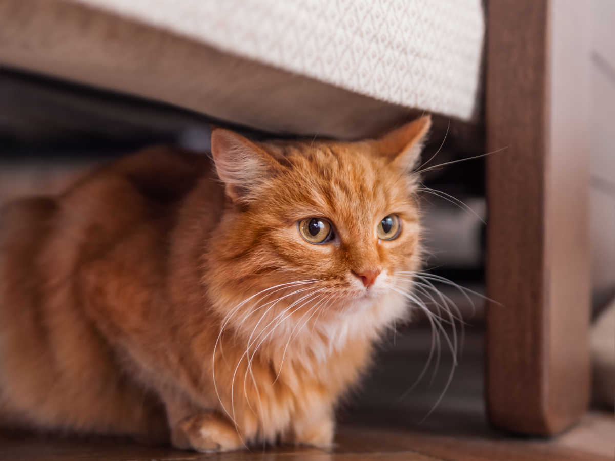 Orangefarbene Katze versteckt sich unter dem Bett