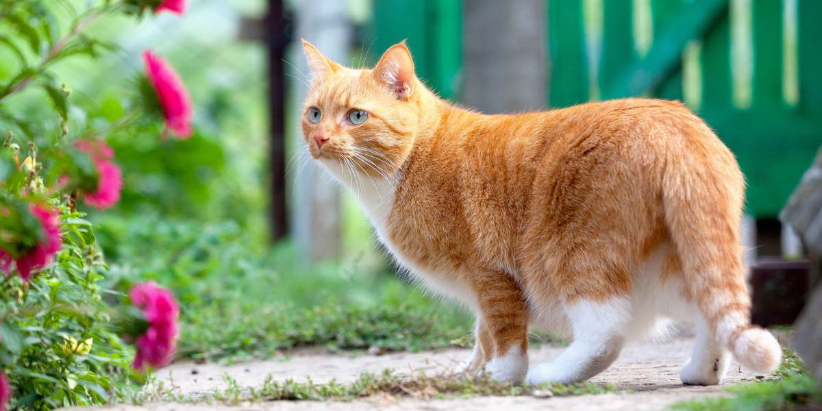 Rote Katze geht auf dem Bauernhof spazieren