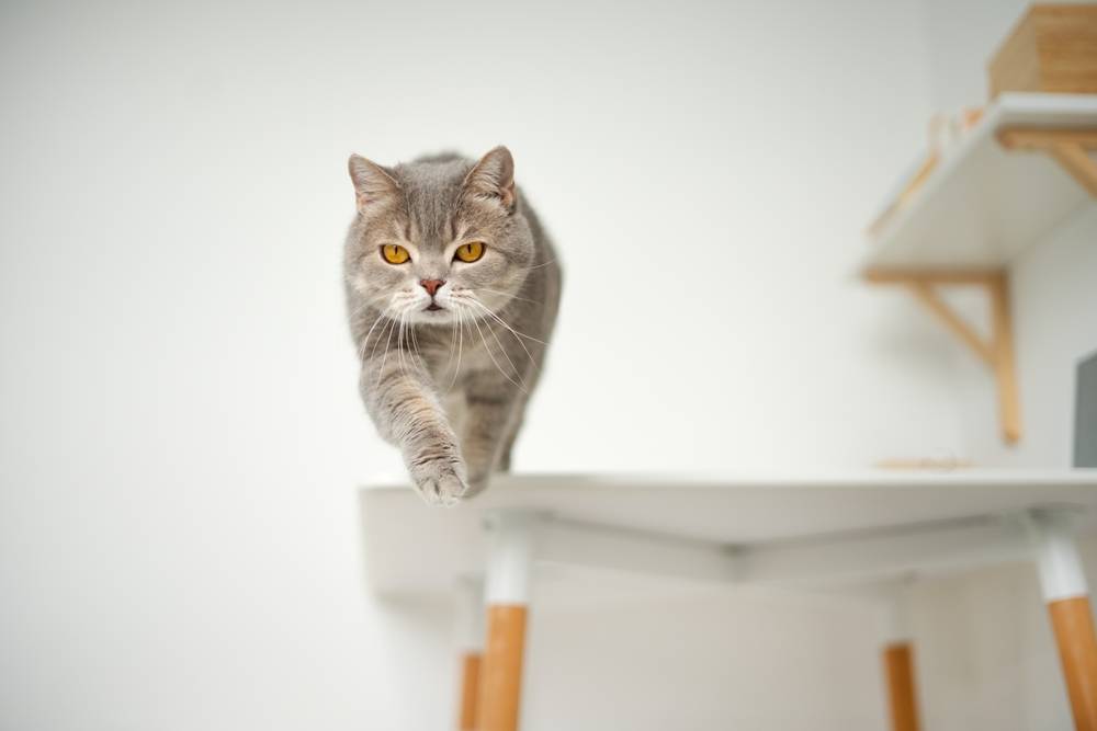 Schottische gerade Katze springen