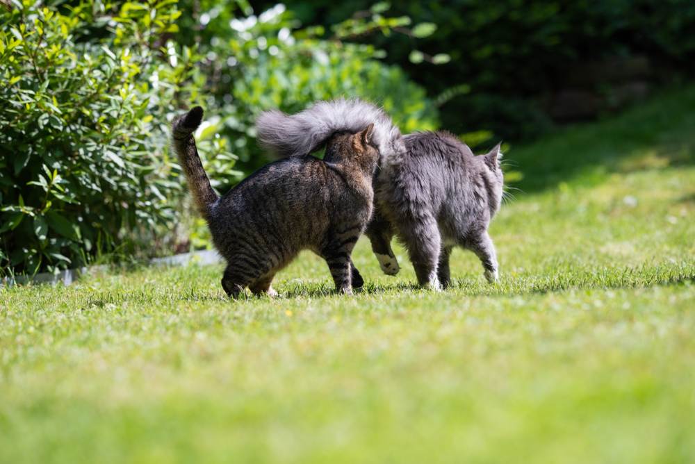 Tabby-Katze riecht am Hintern einer jungen blau getigerten Maine Coon