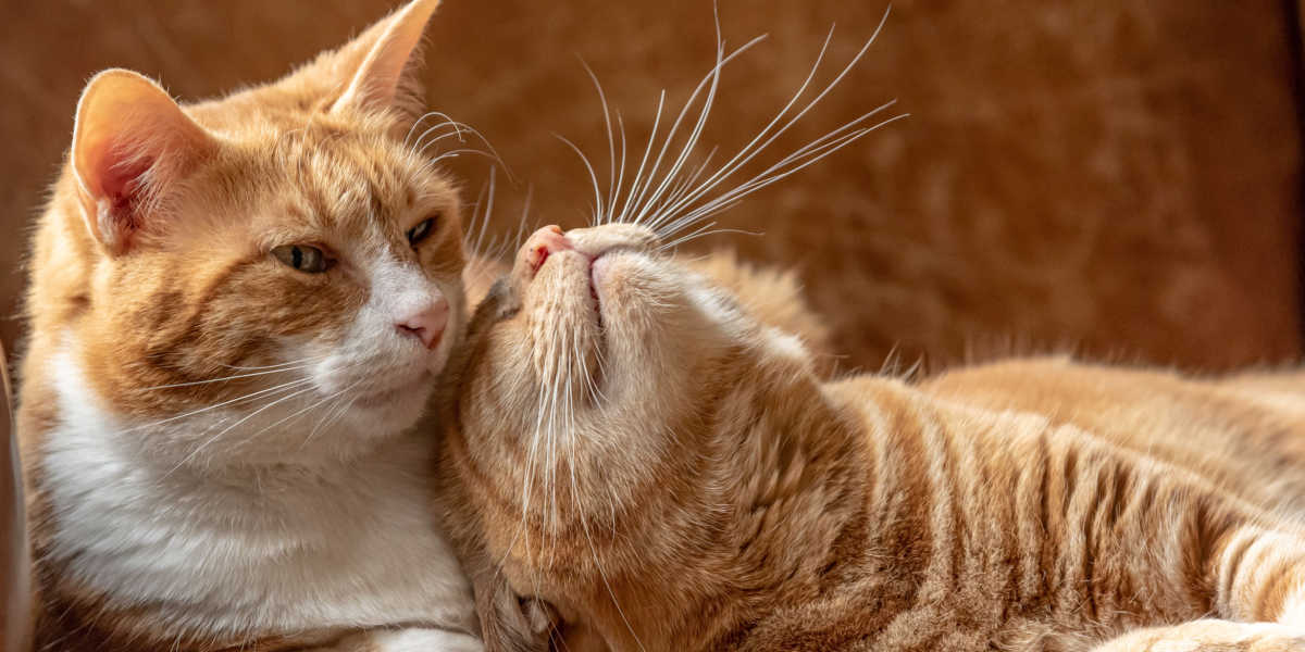 Zwei Katzen, die sich verstehen