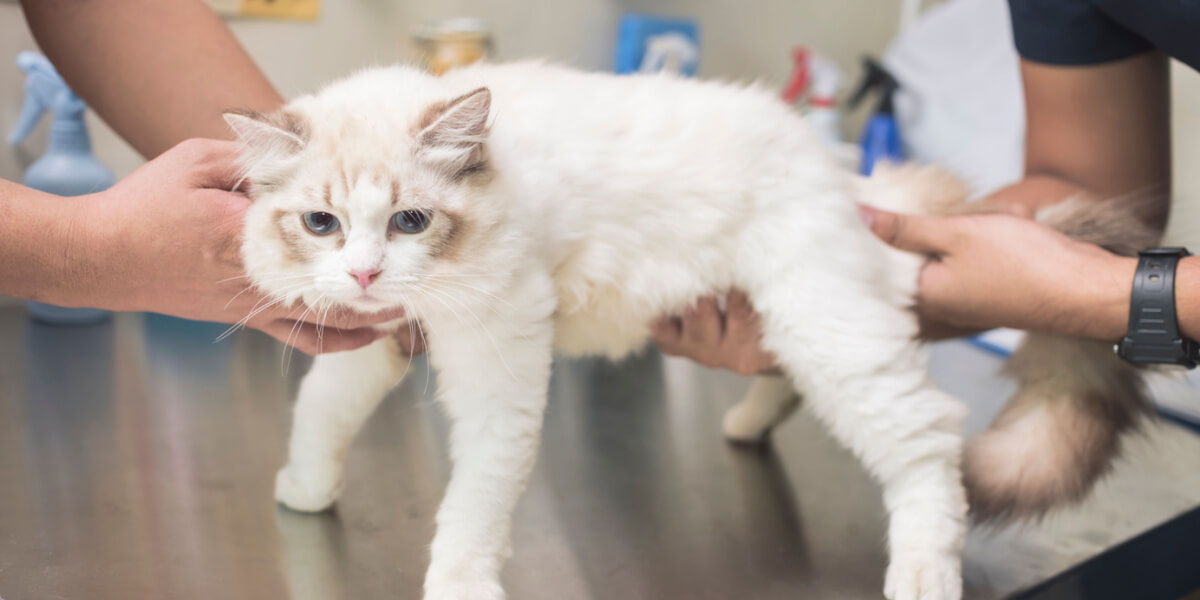 Tierarzt tastet den Bauch der Katze ab