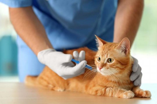 So können Sie Ihrer Katze helfen, sich nach Impfungen besser zu fühlen