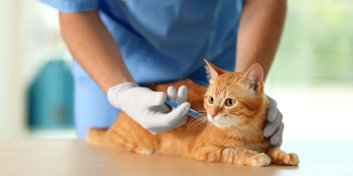 Ein Tierarzt verabreicht einer Katze in einer Tierklinik eine Impfung und stellt so die Gesundheit und das Wohlbefinden der Katze sicher.