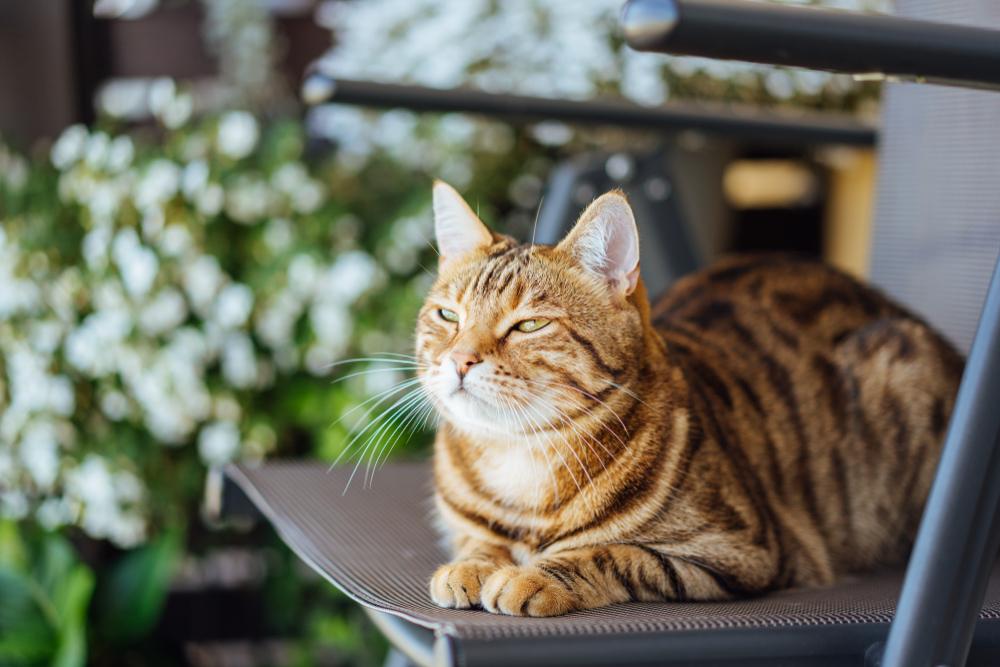 Bengalkatze versucht nicht zu schlafen