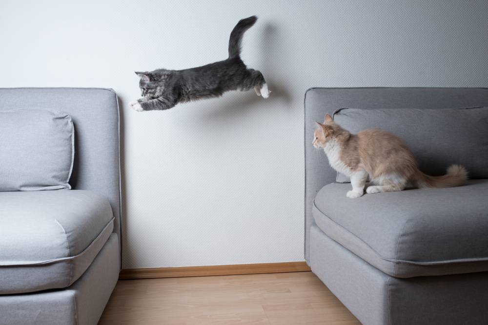 Blau getigertes Maine-Coon-Kätzchen springt von einem Sofa zum anderen