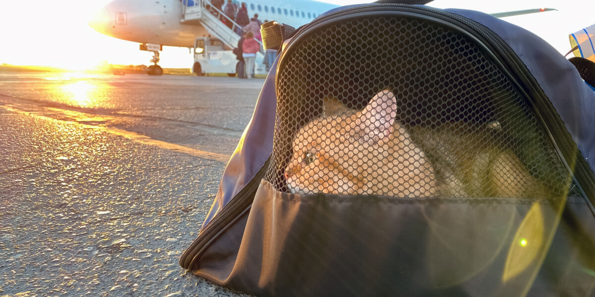 Katze in einer Transportbox neben einem Flugzeug