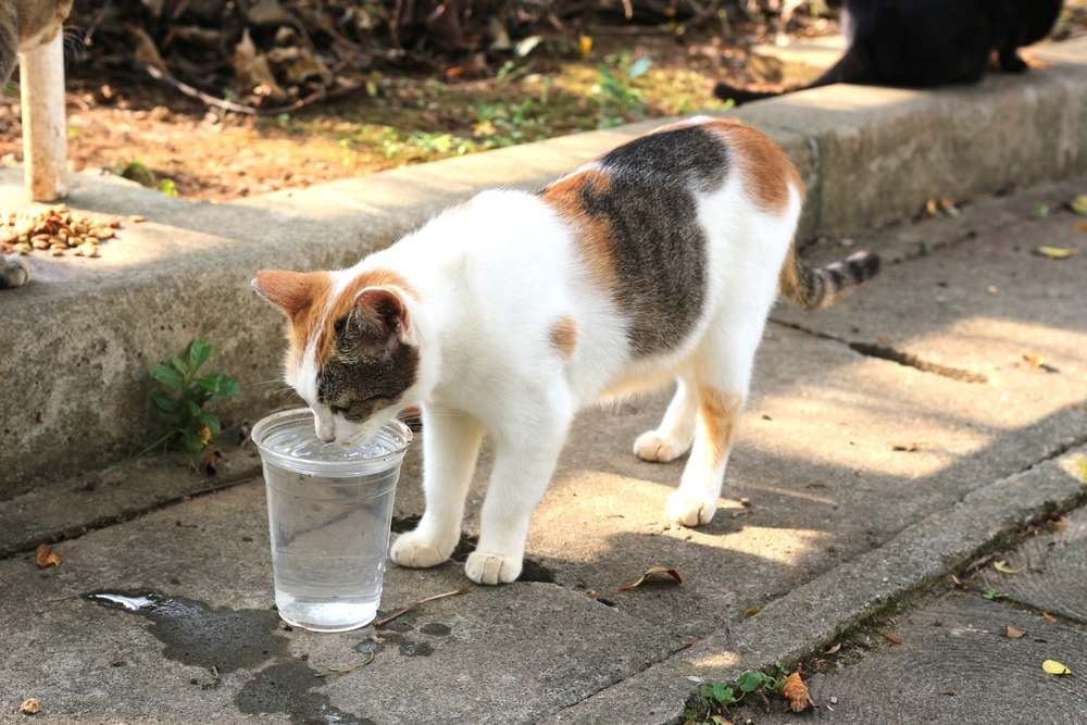 Katze trinkt und frisst Futter vom Boden