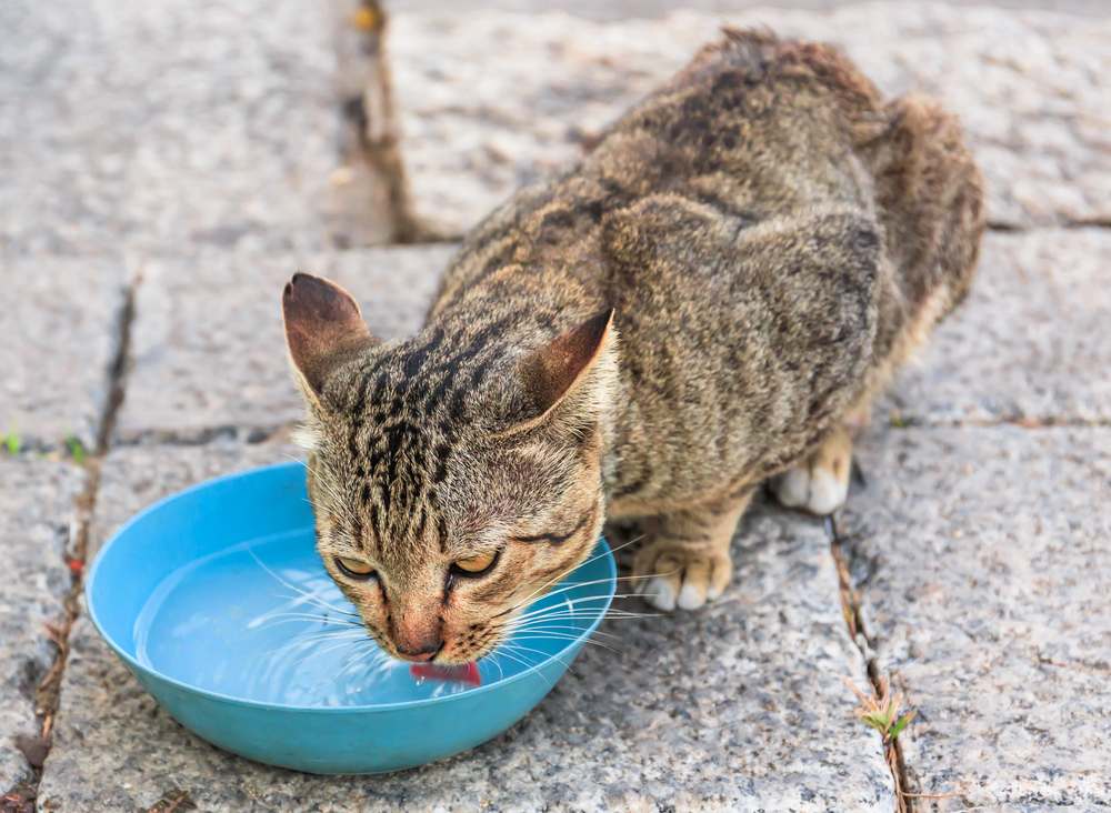 Katze trinkt Wasser