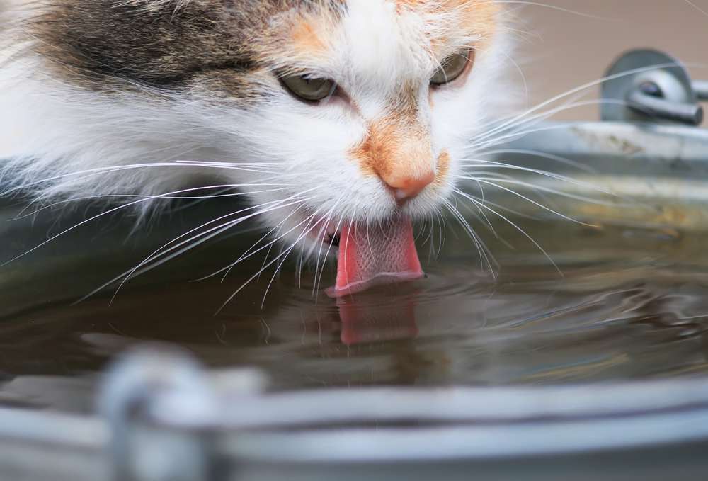 Katze trinkt eifrig Wasser aus dem Eiseneimer