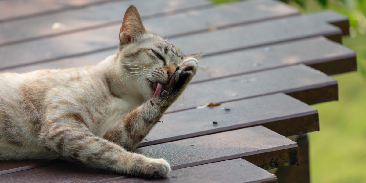 Bild einer Katze, die sich putzt.