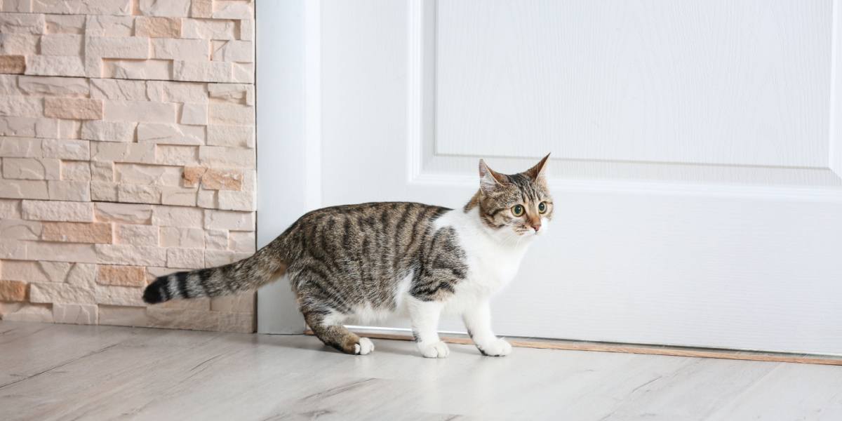 Katze in der Nähe der Tür zu Hause