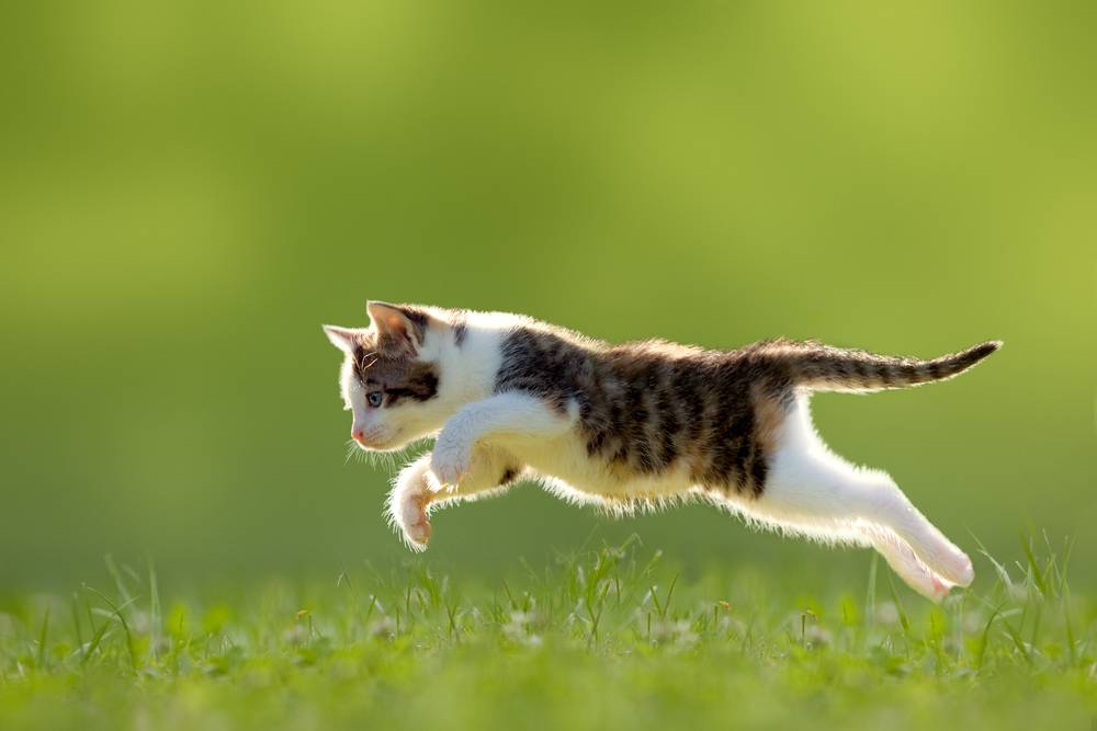 Das Bild zeigt eine dynamische Szene einer Katze mitten im Sprung.