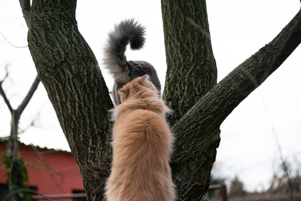 Katze riecht draußen am Hintern einer anderen Katze