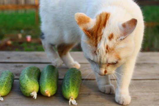 Warum meiden Katzen Gurken? Ein Tierarzt erklärt es