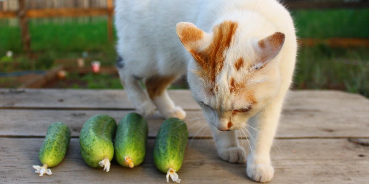 Katze riecht Gurken