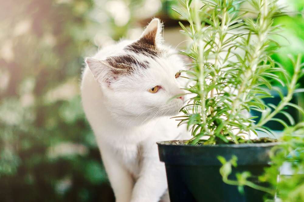 Katze schnüffelt Kräuter