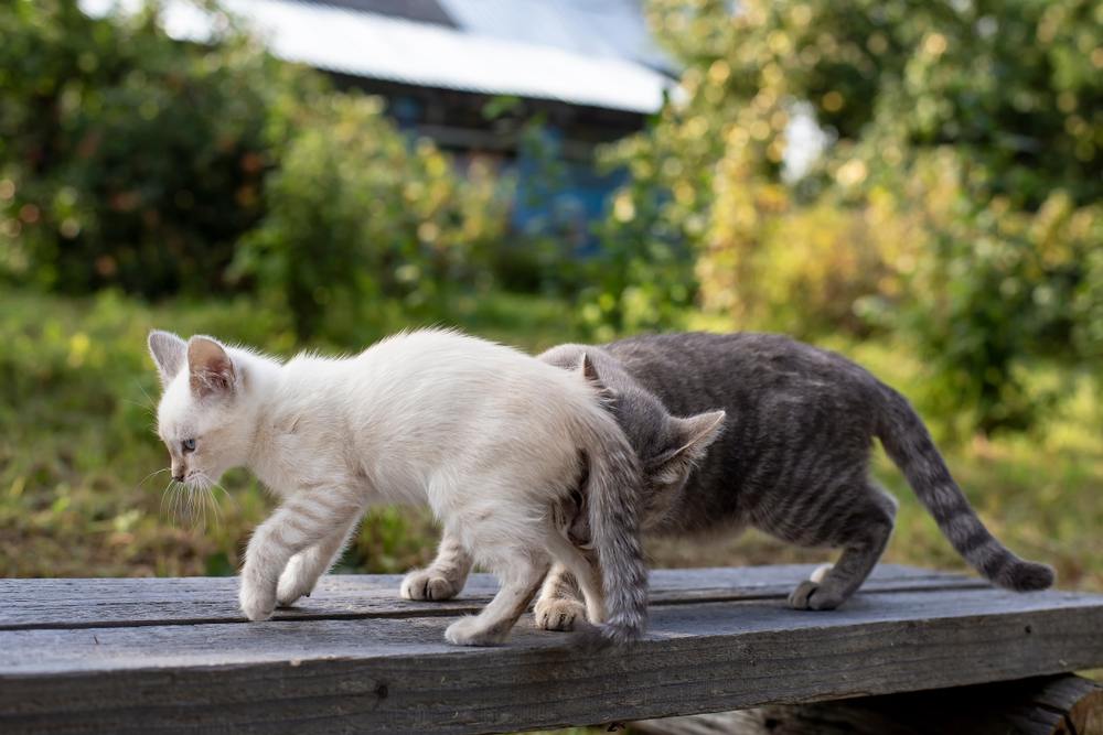 Bild zeigt eine neugierige Katze bei der Geruchserkundung, bei der sie ihren ausgeprägten Geruchssinn nutzt, um ihre Umgebung zu erkunden.