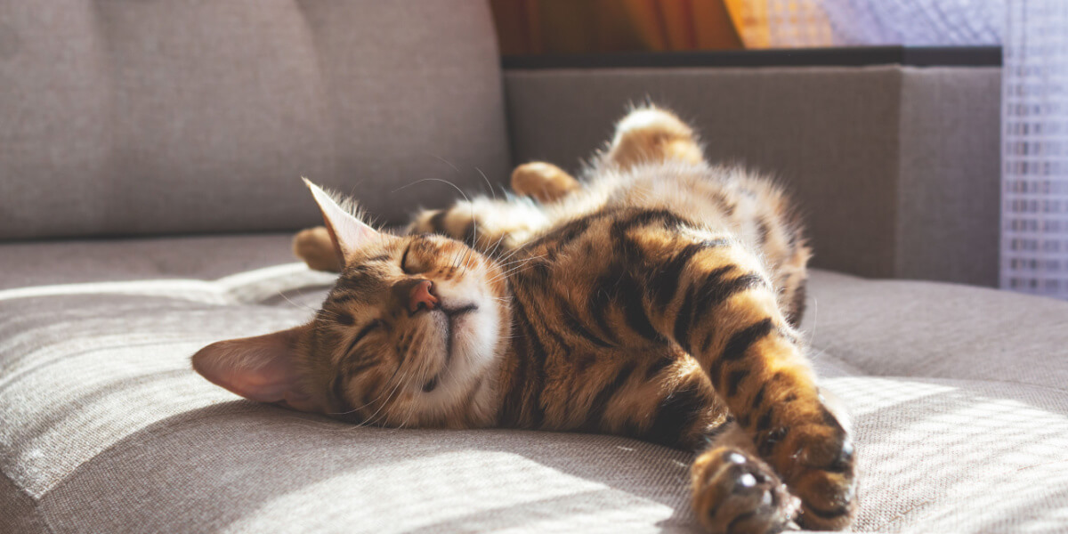 Eine orange getigerte Katze sonnt sich im warmen Sonnenlicht, liegt mit geschlossenen Augen und zufriedenem Gesichtsausdruck auf einer Fensterbank.