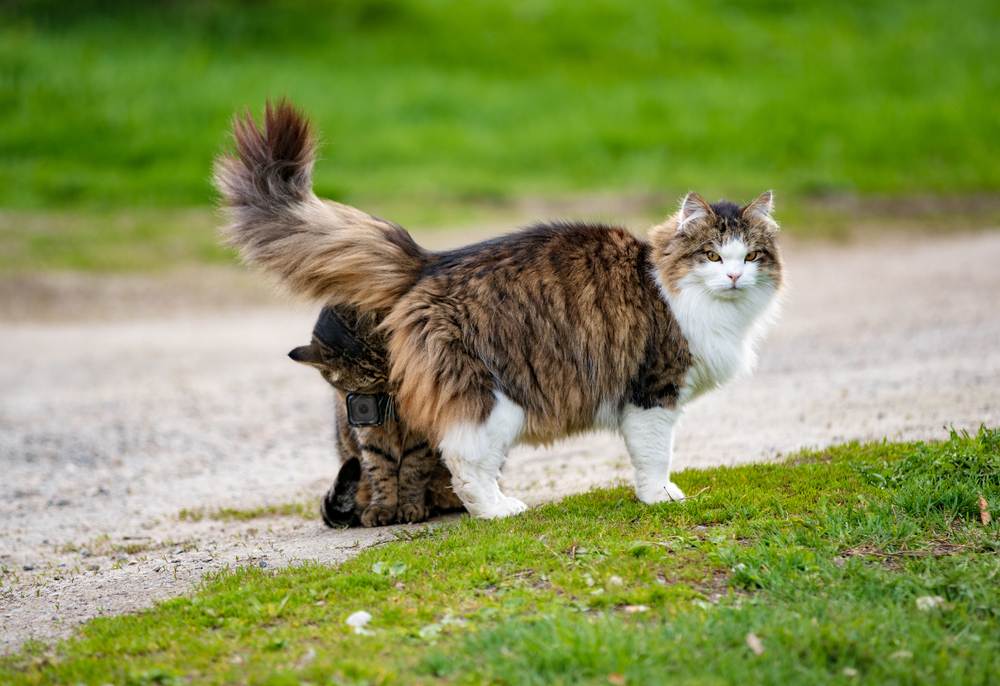 Bild einer Katze, die eine Action-Kamera trägt und beim Beschnuppern einer anderen Katze eine einzigartige Perspektive einfängt. So werden die sozialen Interaktionen von Katzen auf innovative Weise dargestellt.