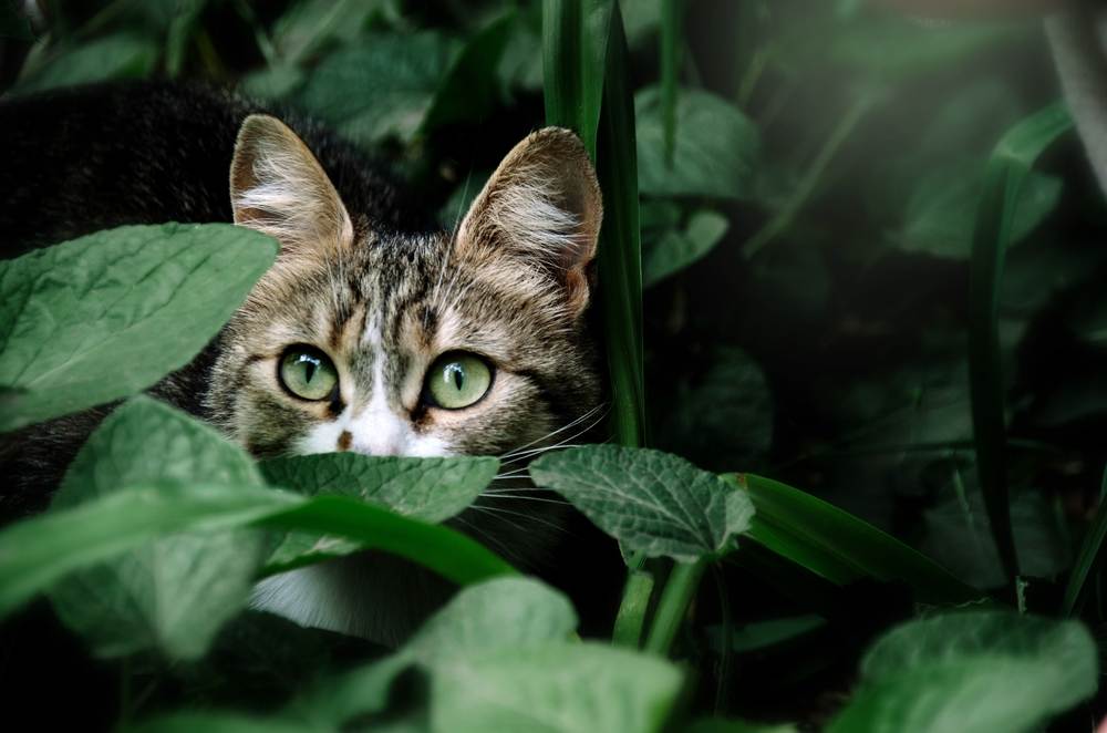 Katze mit grünen Augen versteckt sich in grünen Blättern im Garten