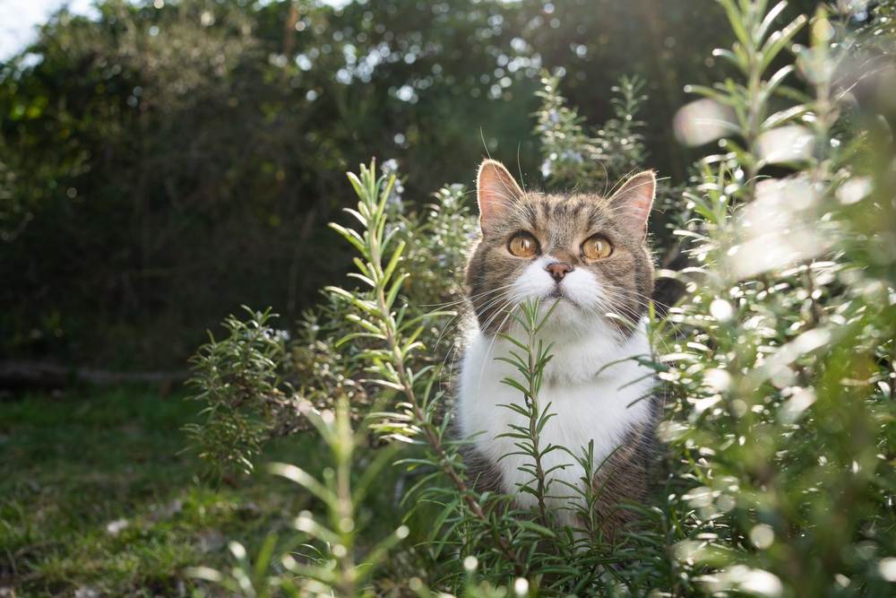 süße Katze steht im Rosmarinbusch