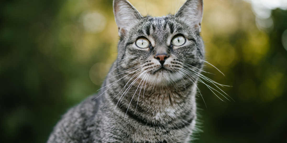 getigerte Katze starrt nach oben