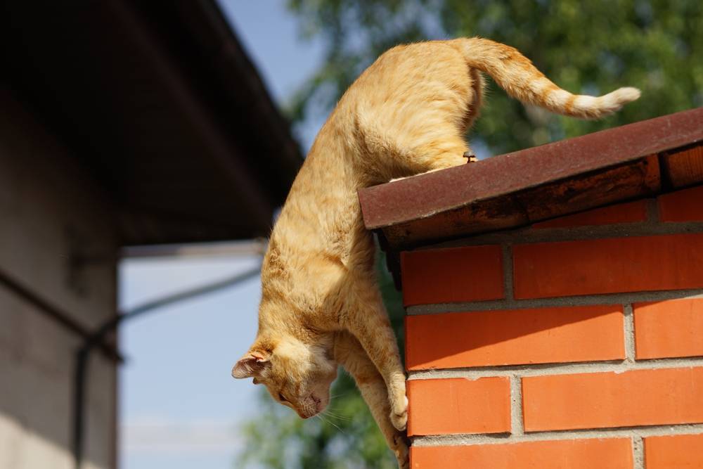 Ingwer Katze ist bereit, vom ländlichen Dach zu springen