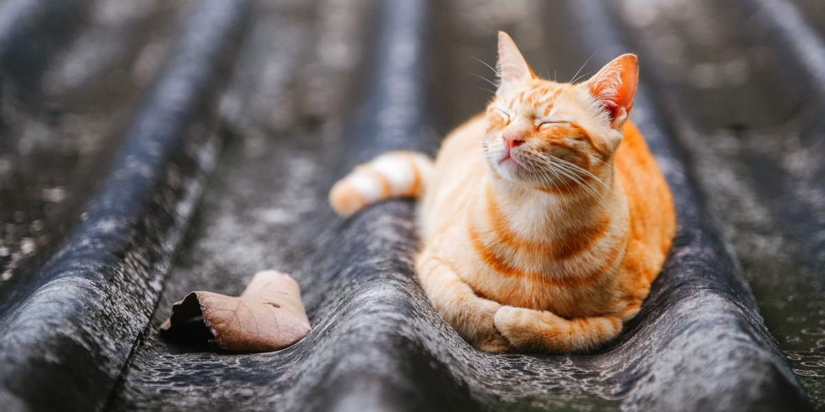 rote Katze liegt auf dem Dach