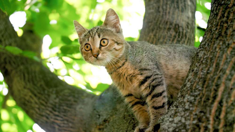 graue Katze sitzt auf Baumkrone im Garten