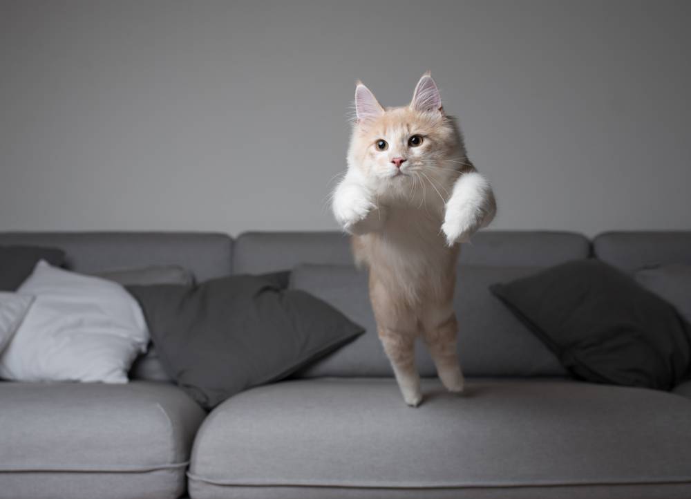 Maine Coon Katze im Begriff, über das graue Sofa zu springen