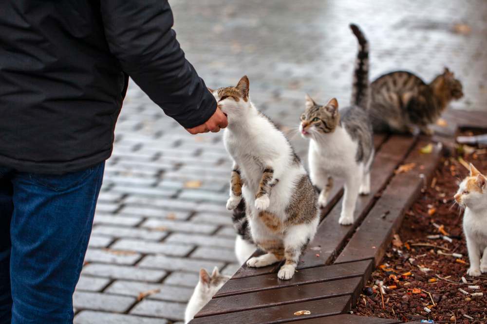 Mann füttert streunende Katzen