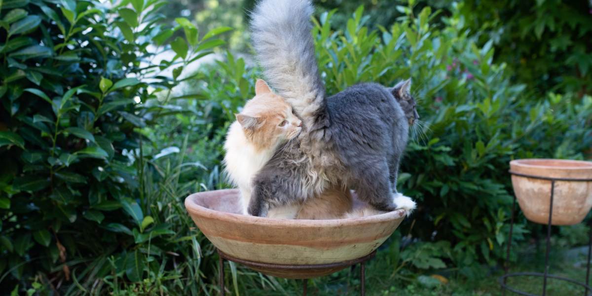 Das Bild zeigt eine Katze bei der Geruchserkundung, indem sie am Hinterteil einer anderen Katze schnüffelt. Dabei handelt es sich um ein natürliches Verhalten, das die Kommunikation und Erkennung unter Katzen erleichtert.