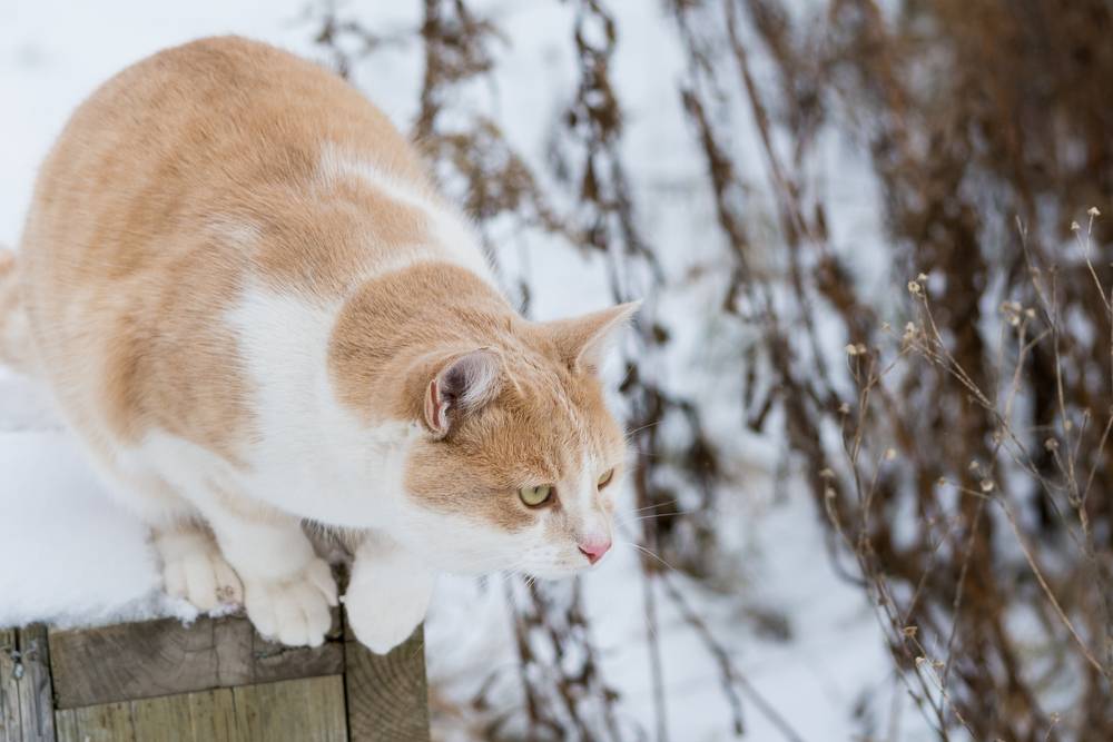 orange Katze ist bereit, von seinem Hochsitz zu springen