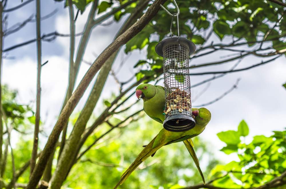 Sittiche fressen und hängen an einem Vogelhäuschen