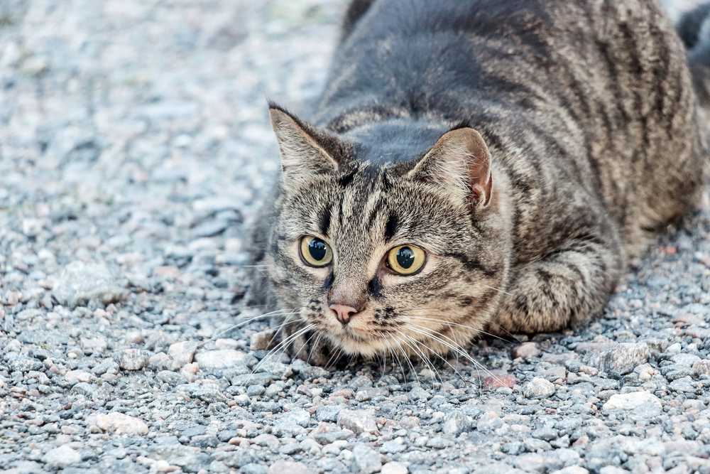 Gestreifte braune Katze liegt auf dem Boden