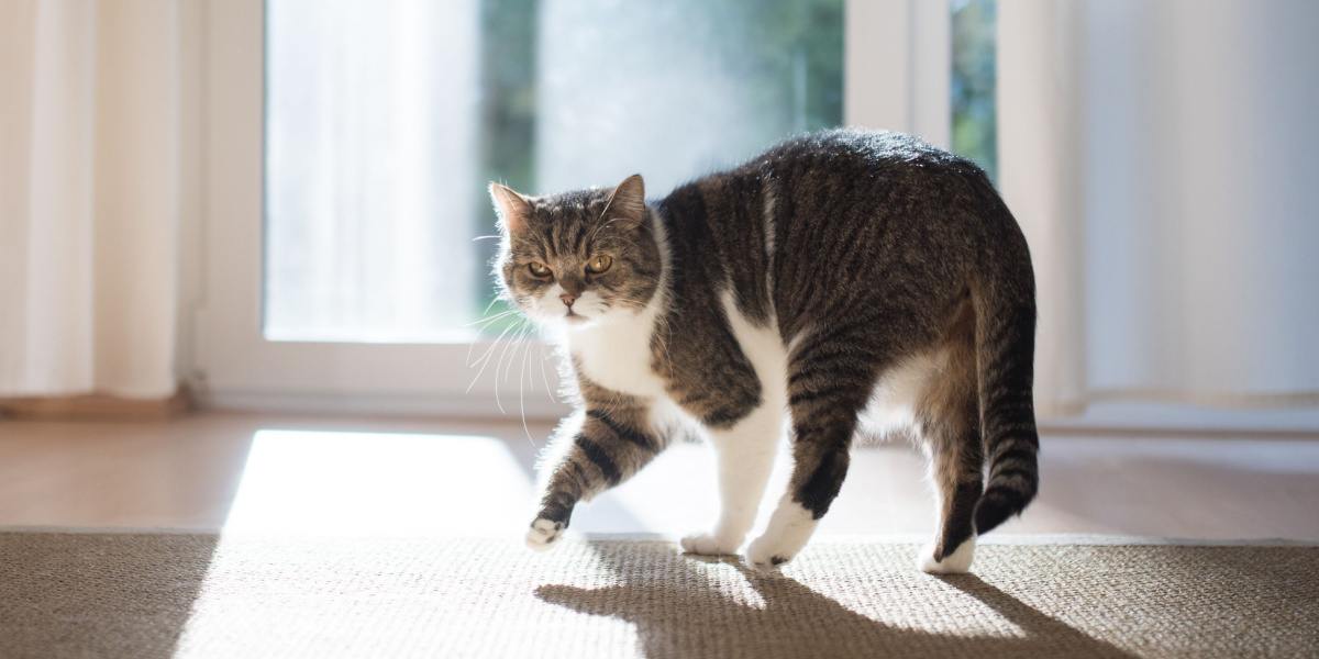 getigerte weiße Britisch Kurzhaarkatze