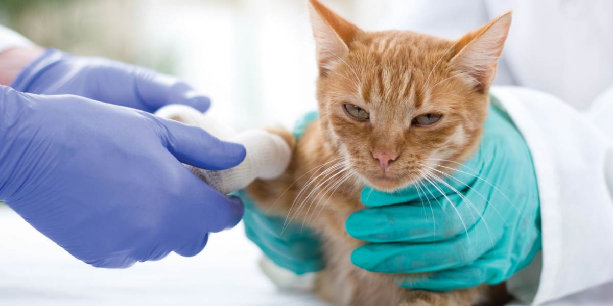 Ein Bild zeigt einen Tierarzt, der eine Katze nach einem Schlangenbiss medizinisch versorgt. Es verdeutlicht die entscheidende Rolle eines professionellen Eingreifens in solchen Notfällen.