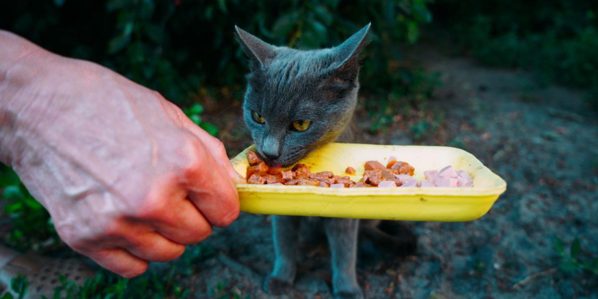 Freiwilliger füttert eine graue hungrige streunende Katze