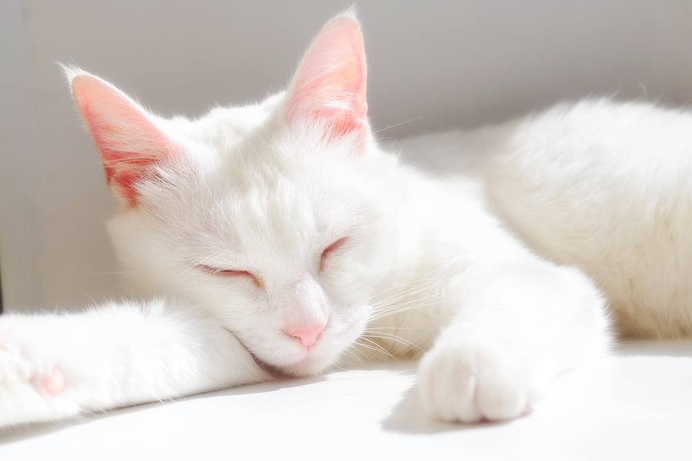 Das Bild zeigt eine weiße Katze im Zustand friedlichen Schlafs.