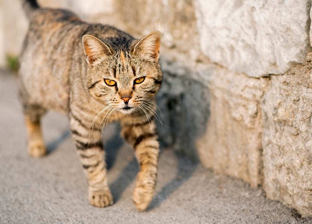 Eine grau gestreifte Katze läuft die Straße entlang