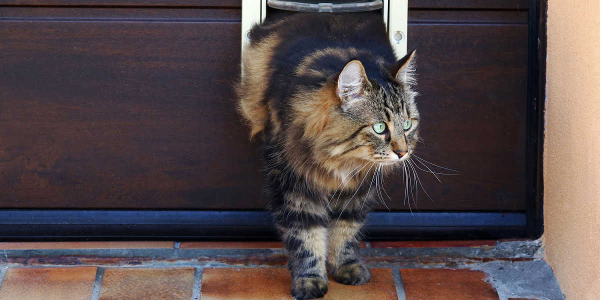 Eine neugierige Katze späht durch eine Katzenklappe nach draußen und überlegt, ob sie sich nach draußen wagen soll.