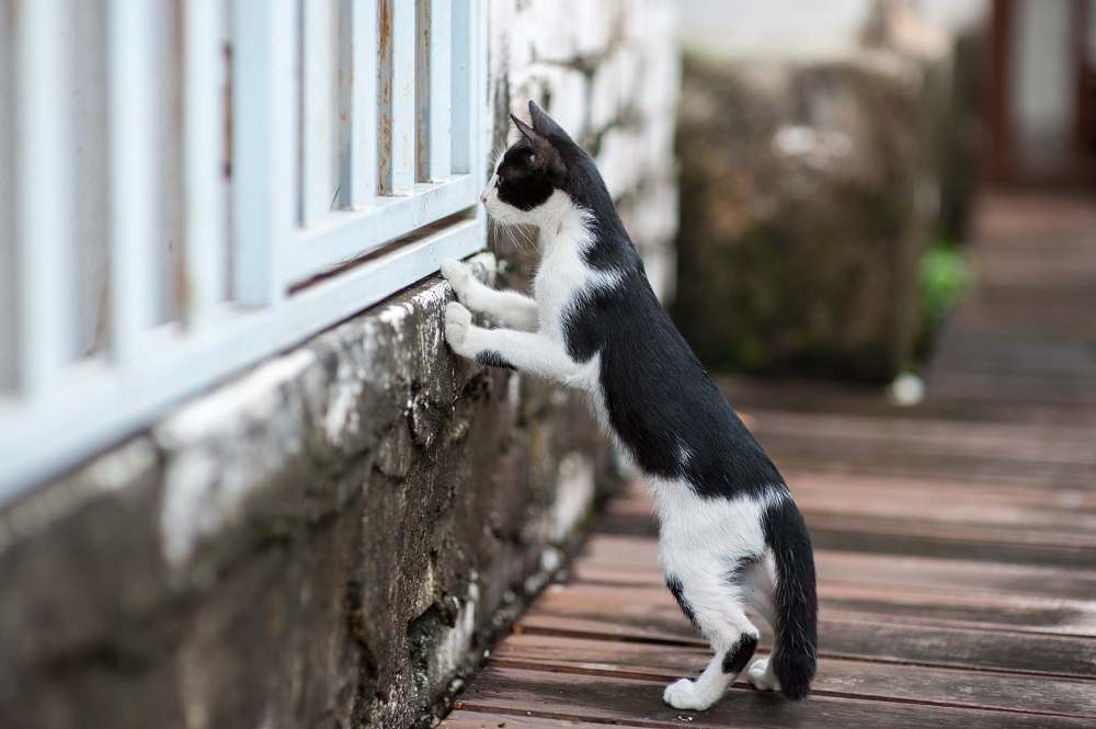 Katze schaut durch den Zaun